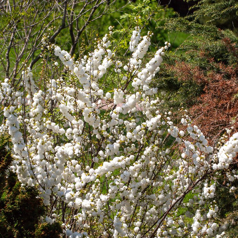 Cerisier à fleur - Prunus glandulosa Alba Plena (Port)
