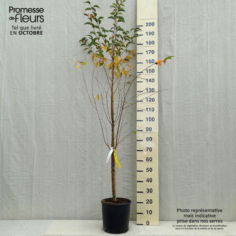Spécimen de Cerisier à fleurs - Prunus Pandora Pot de 12L/15L, Tige tel que livré en automne