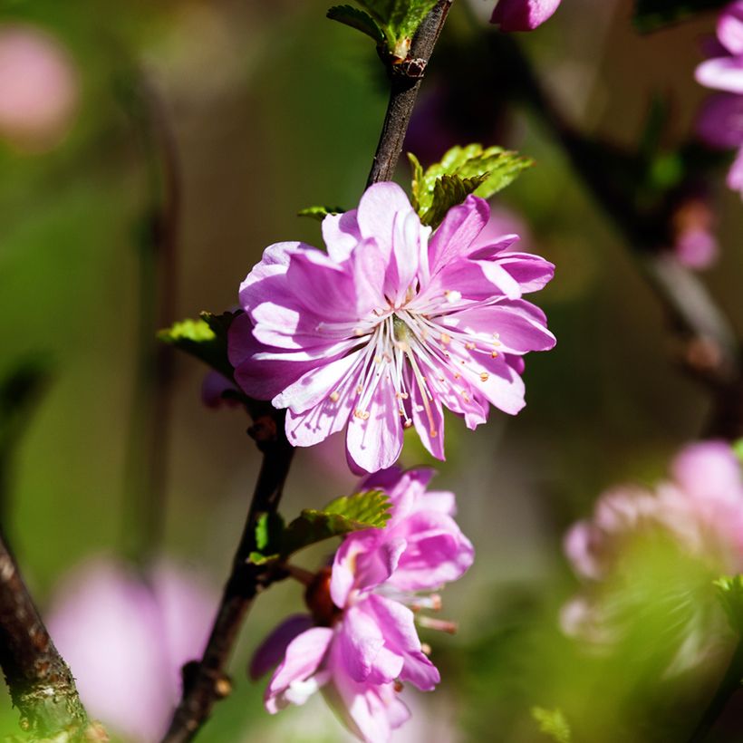 Cerisier à fleurs - Prunus glandulosa Rosea Plena (Floraison)