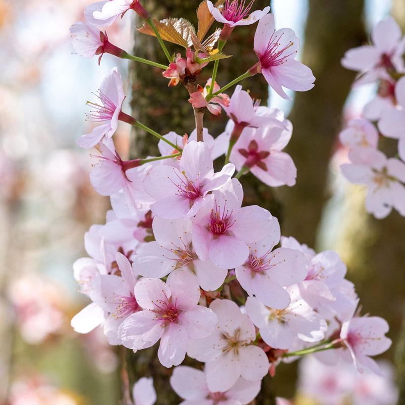 Cerisier à fleurs - Prunus hillieri Spire (Floraison)