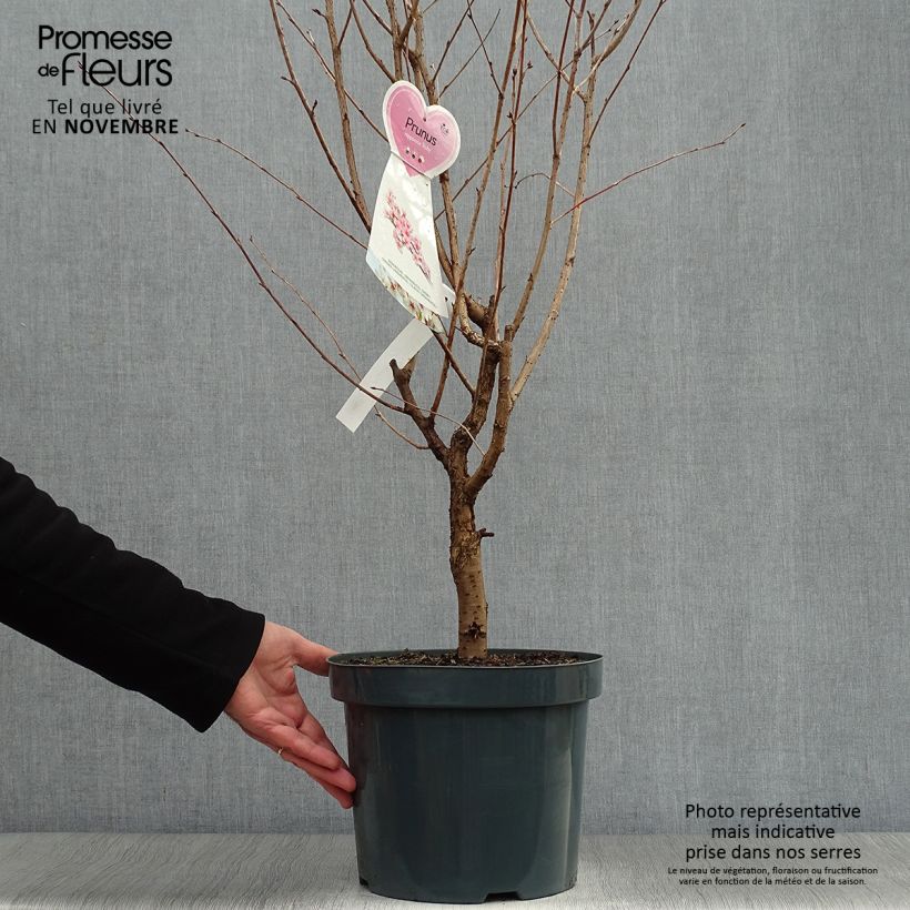 Spécimen de Cerisier à fleurs - Prunus kurilensis Ruby Pot de 7,5L/10L tel que livré en automne