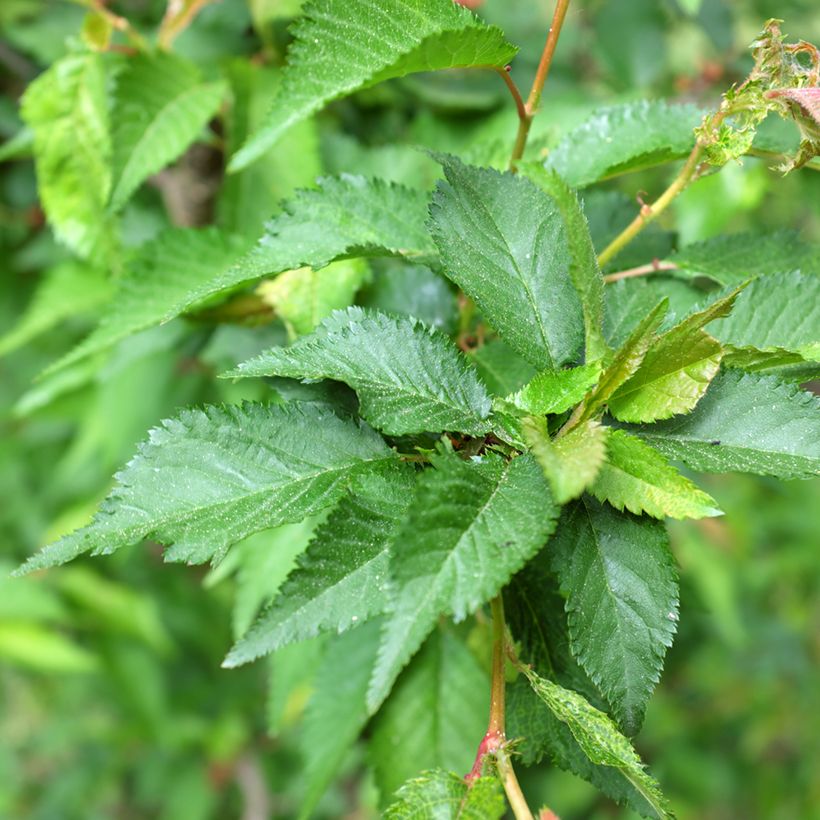 Cerisier à fleurs - Prunus kurilensis Ruby (Feuillage)