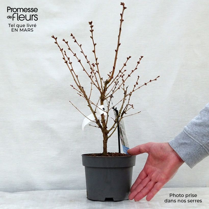 Spécimen de Cerisier à fleurs - Prunus nipponica Brillant Pot de 2L/3L tel que livré au printemps