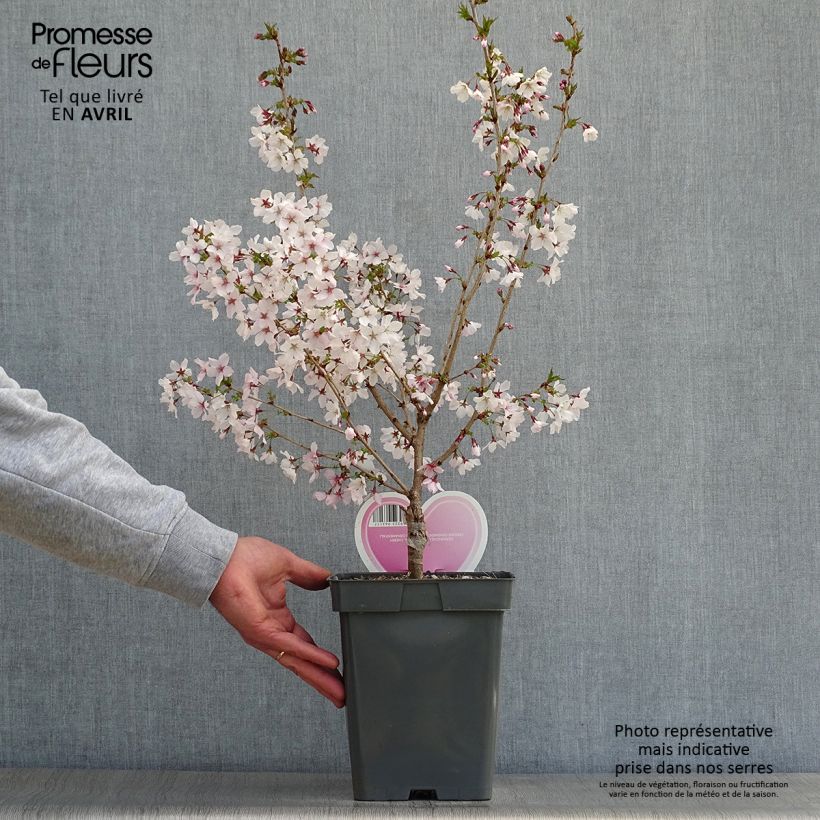 Spécimen de Cerisier à fleurs - Prunus nipponica Brillant Pot de 4L/5L, Tige tel que livré au printemps