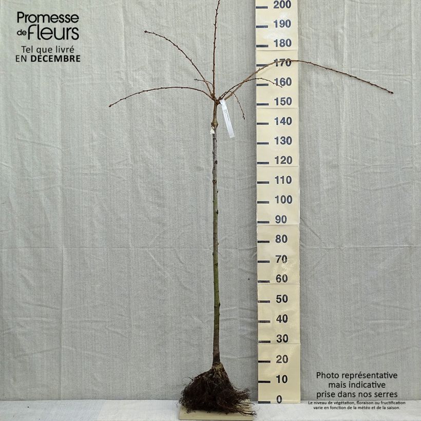 Example of Cerisier à fleurs - Prunus serrulata Kiku Shidare Zakura  Racines nues, Demi-Tige as you get in hiver