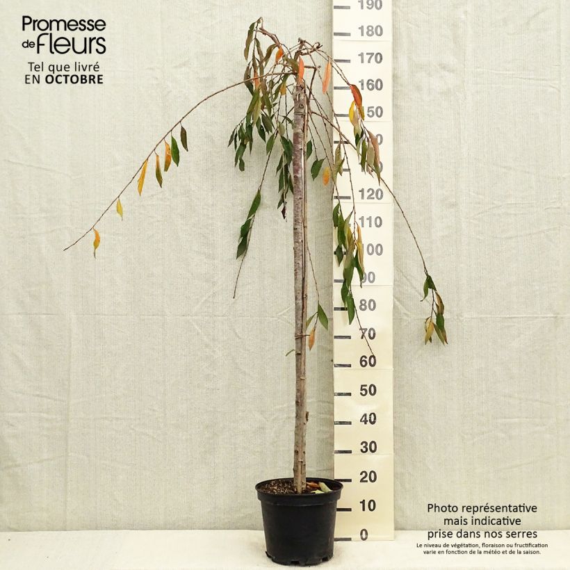 Spécimen de Cerisier à fleurs - Prunus subhirtella Pendula Rubra Pot de 7,5L/10L, Tige, Tige de 130 cm tel que livré en automne