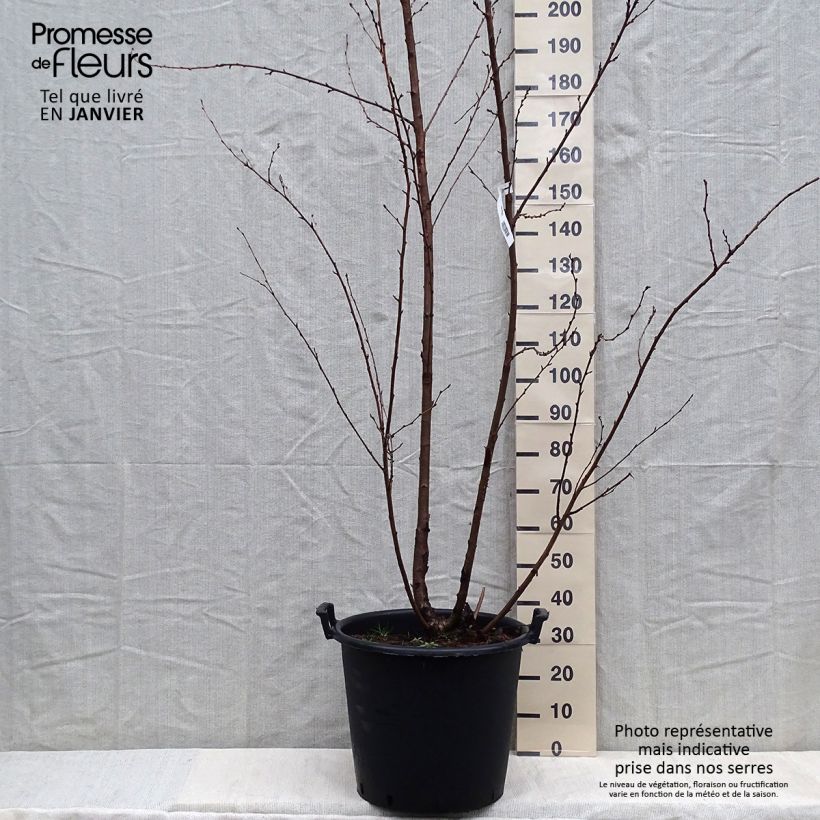 Spécimen de Cerisier à fleurs - Prunus yedoensis  Pot de 50L/55L tel que livré en hiver