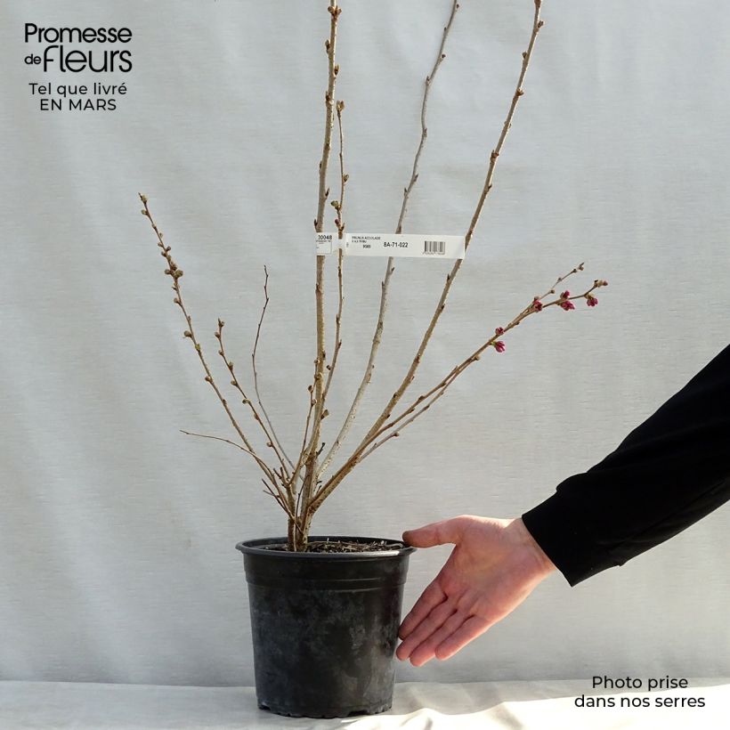Spécimen de Cerisier du Japon - Prunus Accolade Pot de 4L/5L tel que livré au printemps