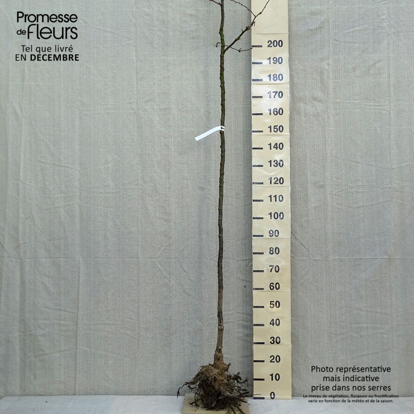 Spécimen de Cerisier du Japon - Prunus Accolade Racines nues, Tige, Tige 6/8 tel que livré en hiver