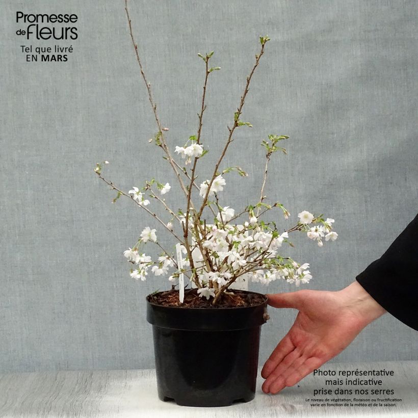Spécimen de Cerisier à fleurs du Japon nain - Prunus incisa Mikinori Pot de 3L/4L tel que livré au printemps