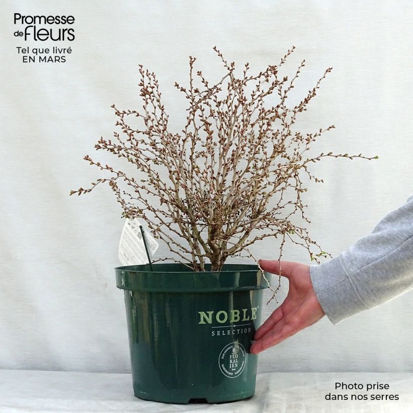 Spécimen de Cerisier à fleurs nain du Japon - Prunus incisa Kojo no mai Pot de 7,5L/10L tel que livré au printemps