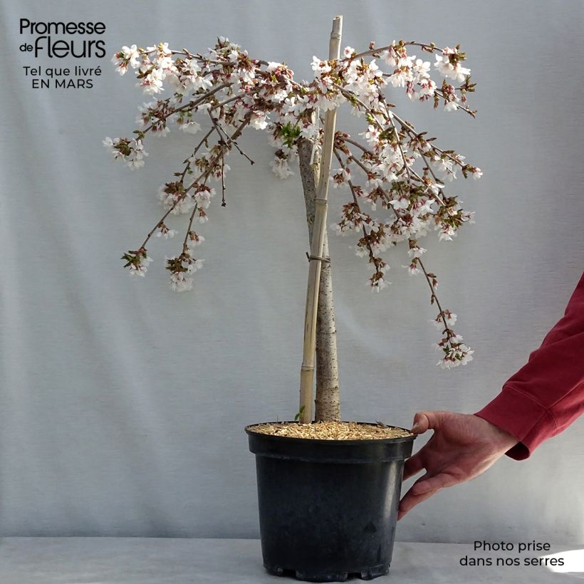 Spécimen de Cerisier à fleurs - Prunus Snow Fountains Pot de 7,5L/10L, Tige, Tige 40 cm tel que livré au printemps