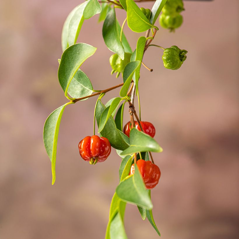 Cerisier de Cayenne - Eugenia uniflora (Récolte)