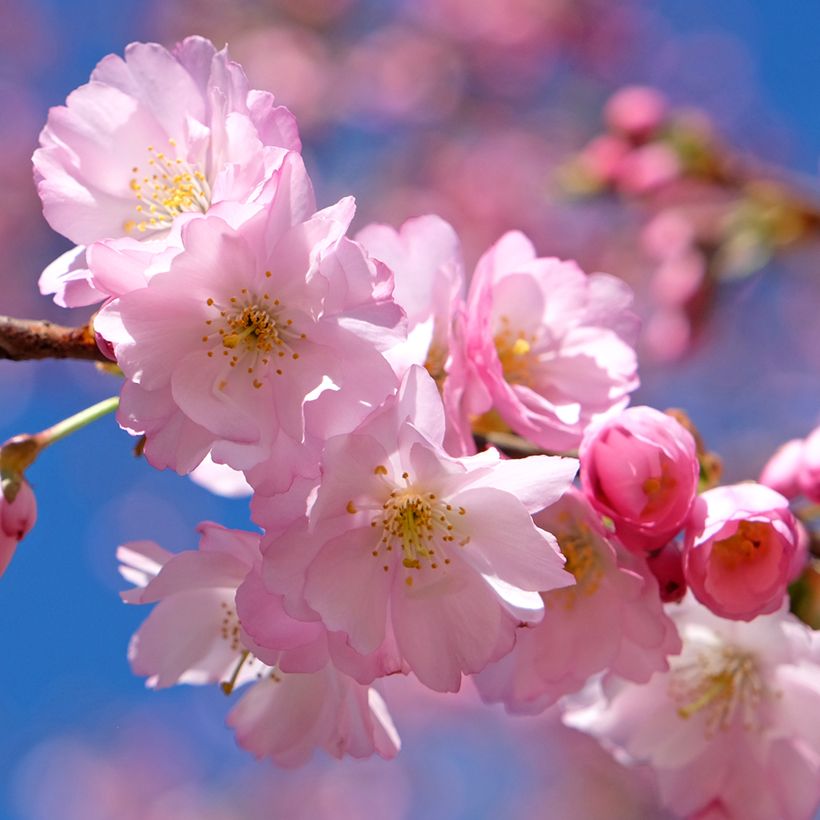 Cerisier du Japon - Prunus Accolade (Floraison)