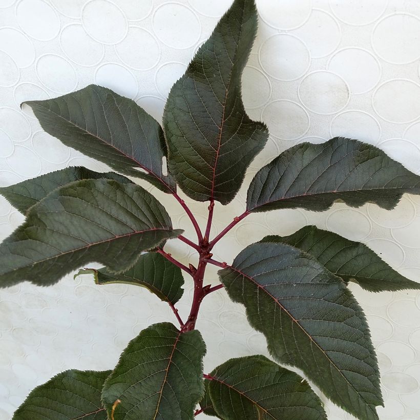 Cerisier du Japon - Prunus serrulata Royal Burgundy (Foliage)