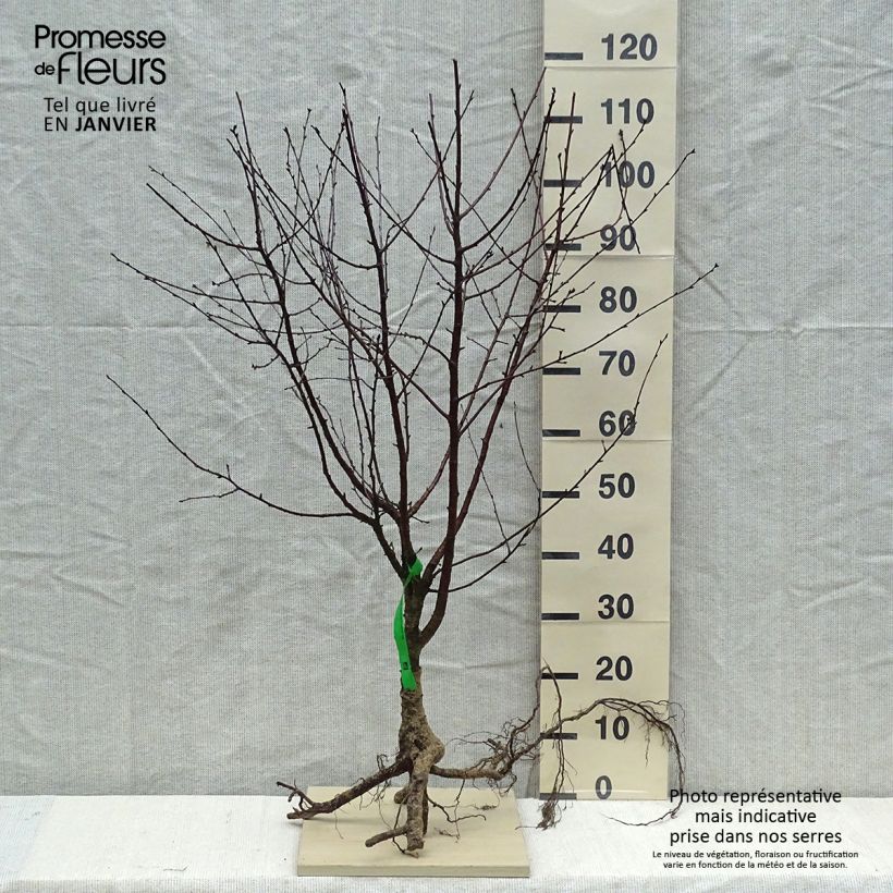 Spécimen de Cerisier nain Cherry Baby Racines nues, Scion, Bio AB tel que livré en hiver