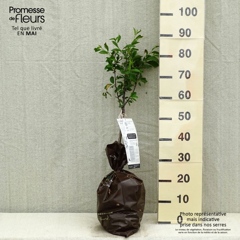 Spécimen de Cerisier nain Griotella - Georges Delbard Motte Prêt-à-planter 1/4 de tige tel que livré au printemps