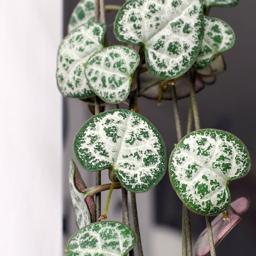 Ceropegia woodii - Chaîne des cœurs (Feuillage)