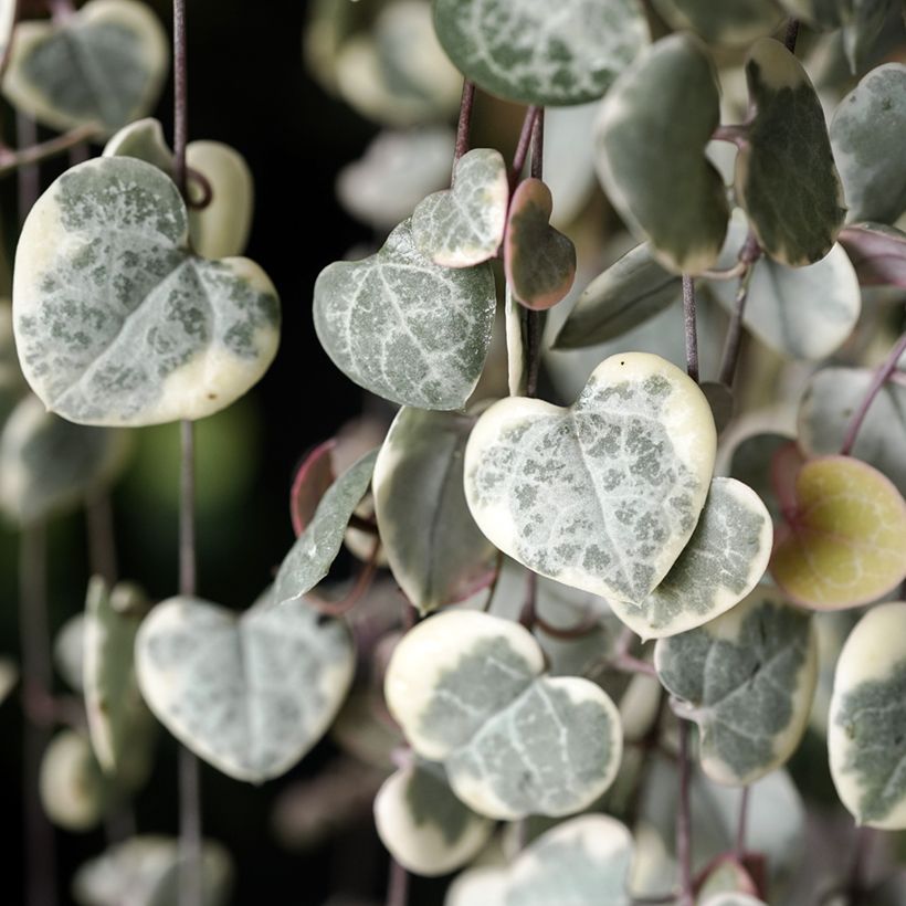 Ceropegia woodii Variegata - Chaîne des coeurs (Feuillage)
