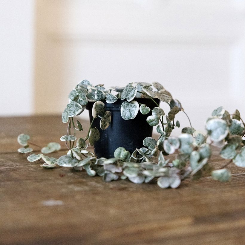 Ceropegia woodii Variegata - Chaîne des coeurs (Port)