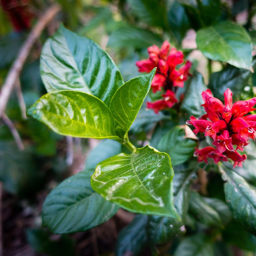 Cestrum fasciculatum Newellii - Cestreau rouge du Mexique (Feuillage)