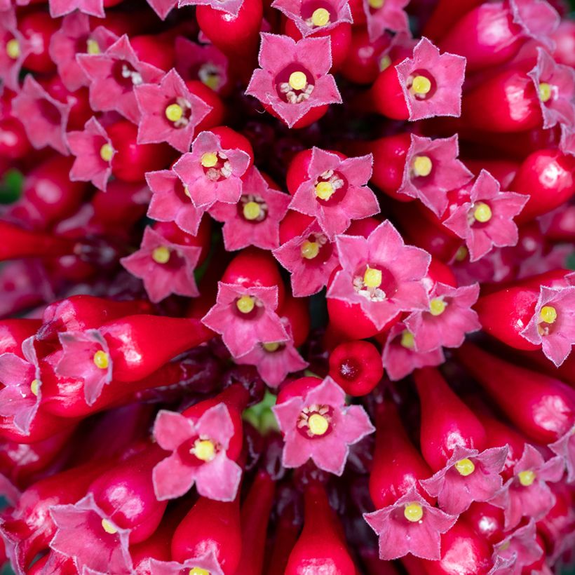 Cestrum fasciculatum Newellii - Cestreau rouge du Mexique (Floraison)