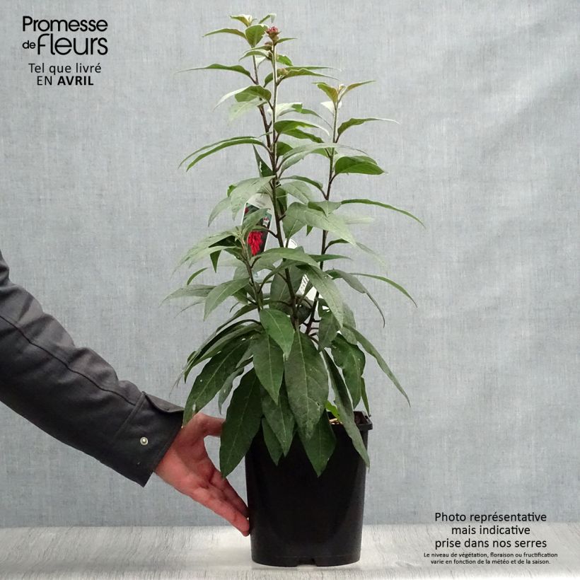 Spécimen de Cestrum elegans (purpureum) Rubrum  Pot de 4L/5L tel que livré au printemps