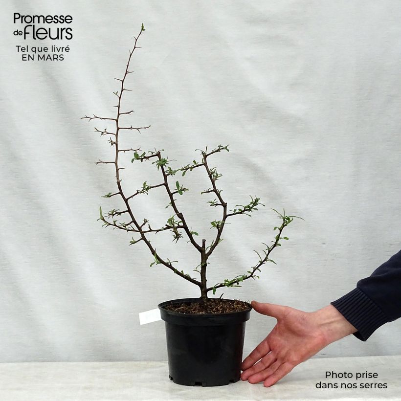 Spécimen de Chaenomeles cathayensis - Cognassier de Cathay Pot de 3L/4L tel que livré au printemps