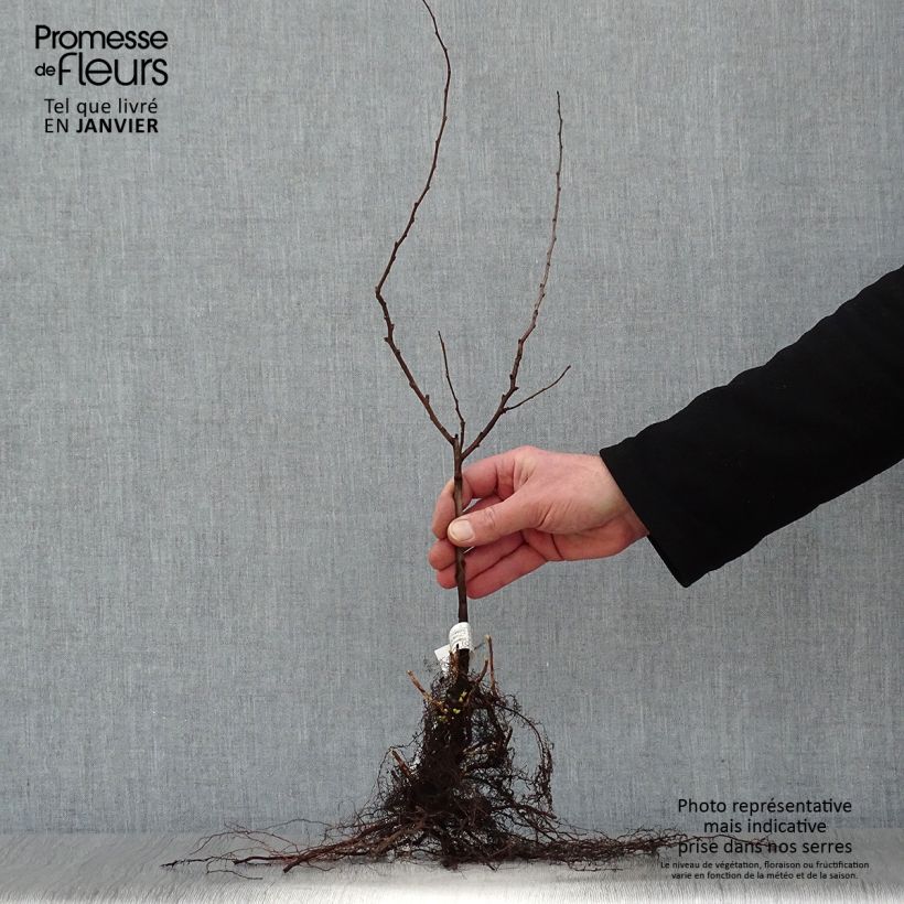 Spécimen de Chaenomeles japonica - Cognassier du Japon Racines nues tel que livré en hiver