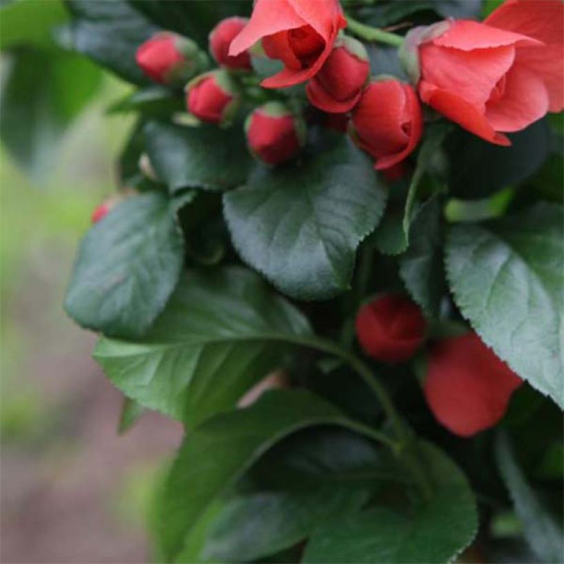 Cognassier du Japon Orange Storm - Chaenomeles speciosa (Feuillage)