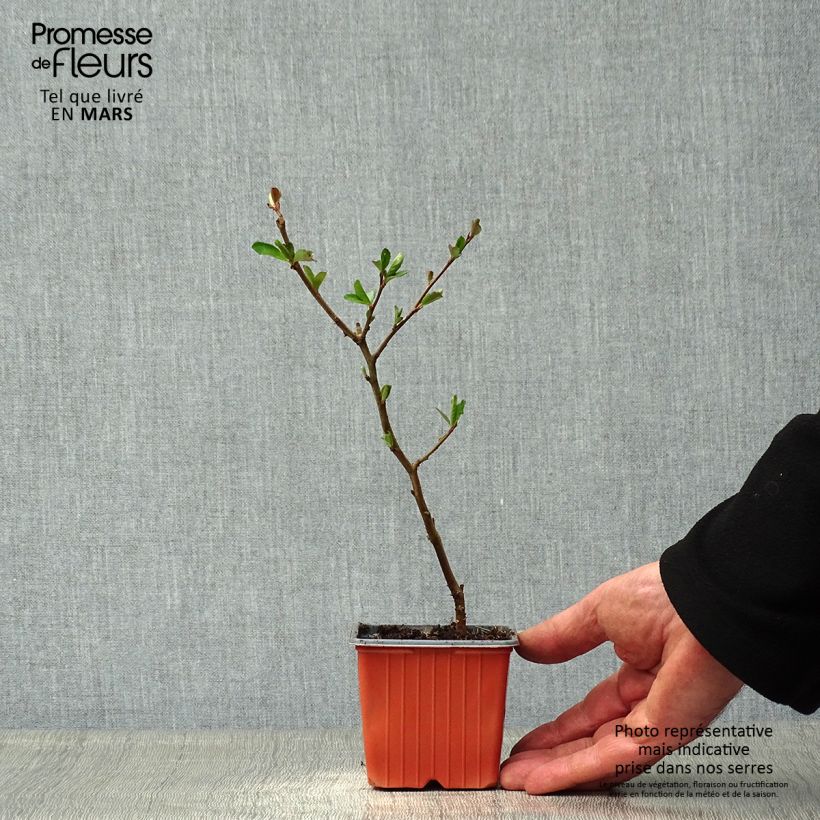 Spécimen de Chaenomeles superba Nicoline - Chaenomeles superba Godet de 8/9 cm tel que livré au printemps