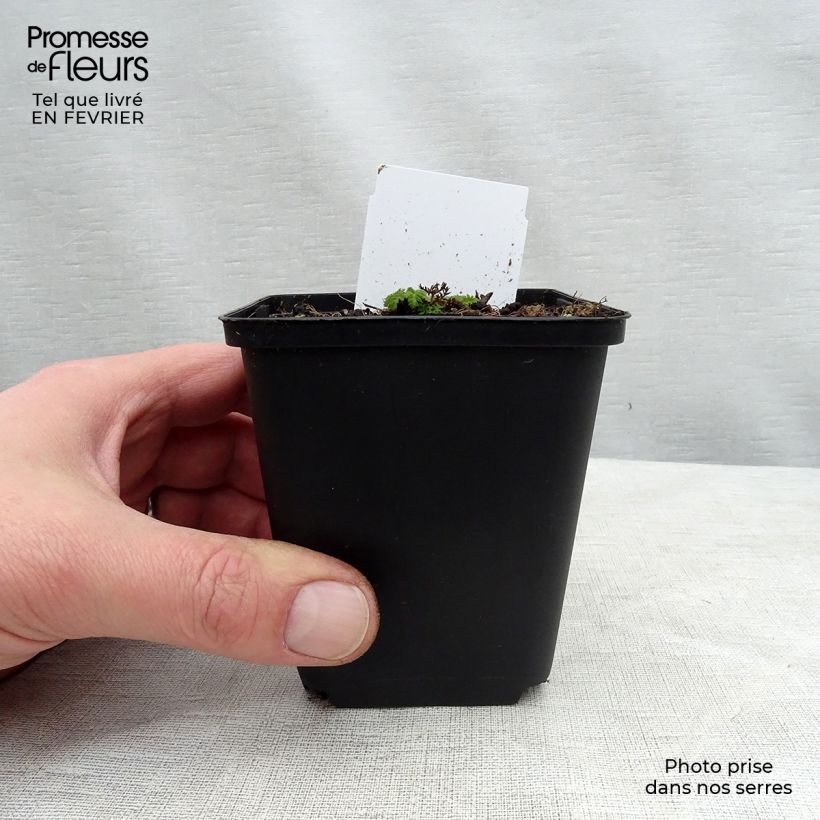 Spécimen de Chaerophyllum hirsutum Roseum - Cerfeuil hirsute Godet de 8/9 cm tel que livré en hiver