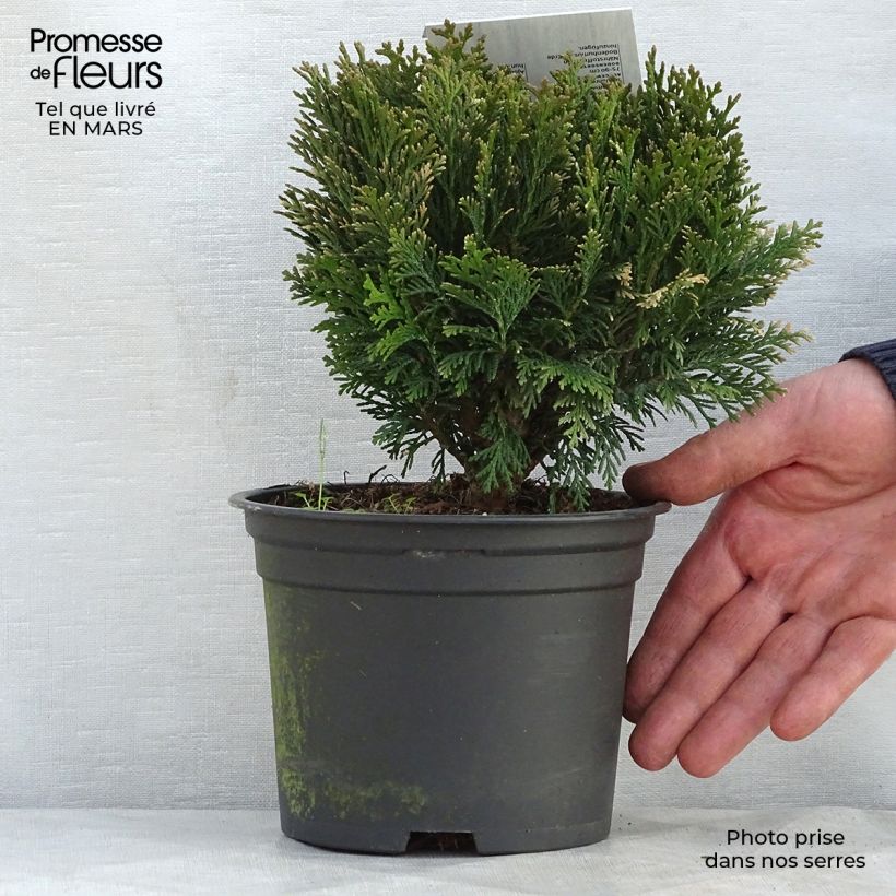 Spécimen de Chamaecyparis law.Minima Glauca - Faux cyprès Pot de 2L/3L tel que livré au printemps
