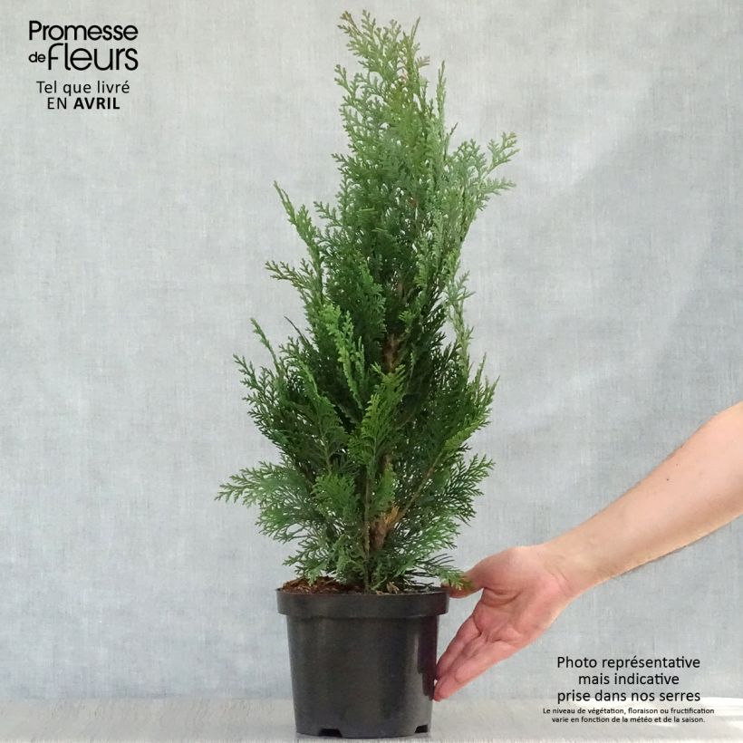 Spécimen de Chamaecyparis lawsoniana Alumii - Cyprès de Lawson Pot de 3L/4L tel que livré au printemps