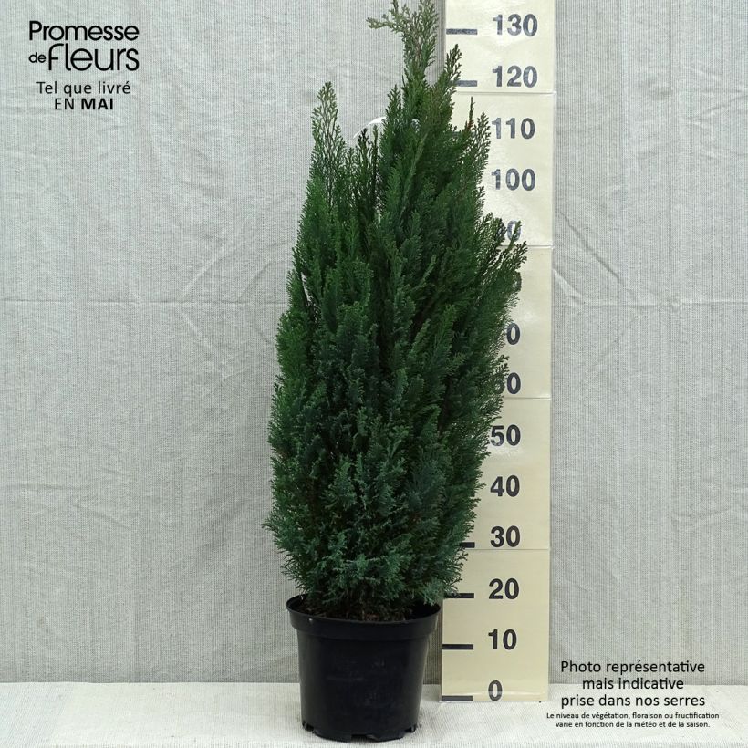 Spécimen de Chamaecyparis lawsoniana Elwoodii - Cyprès de Lawson  Pot de 7,5L/10L tel que livré au printemps