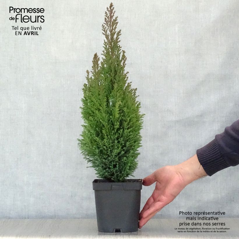 Spécimen de Chamaecyparis lawsoniana Elwoodii - Cyprès de Lawson  Pot de 2L/3L tel que livré au printemps