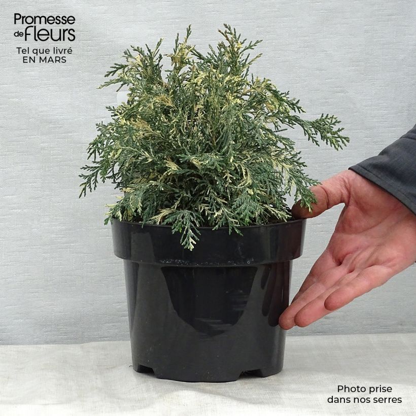 Spécimen de Chamaecyparis lawsoniana Pearly Swirls - Cyprès de Lawson Pot de 2L/3L tel que livré au printemps