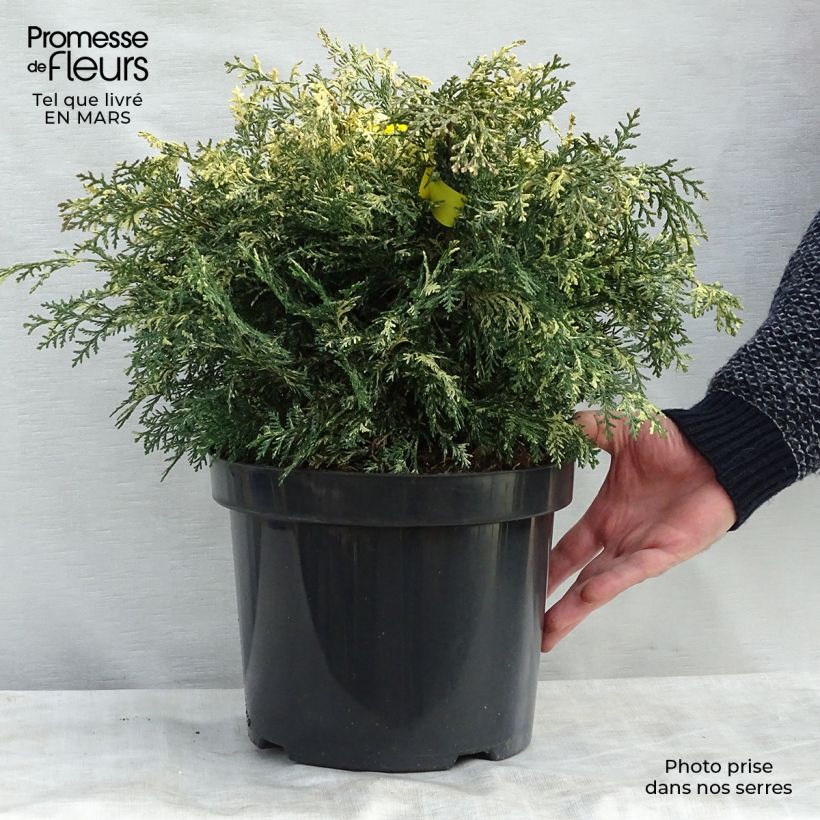 Spécimen de Chamaecyparis lawsoniana Pearly Swirls - Cyprès de Lawson Pot de 7,5L/10L tel que livré au printemps