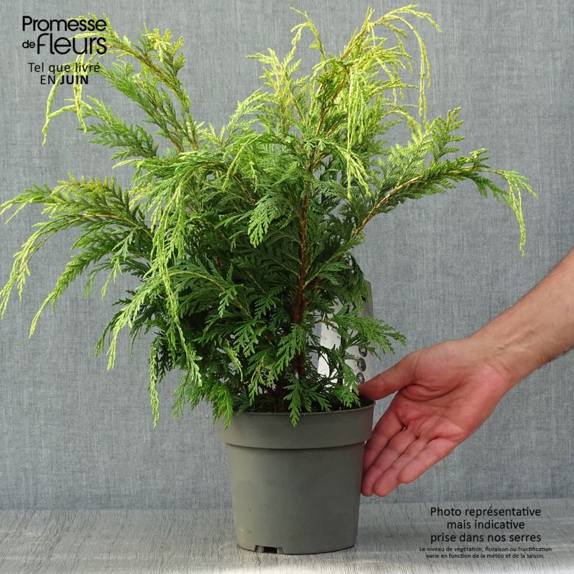 Spécimen de Chamaecyparis lawsoniana Sunkist - Cyprès de Lawson nain Pot de 2L/3L tel que livré en été