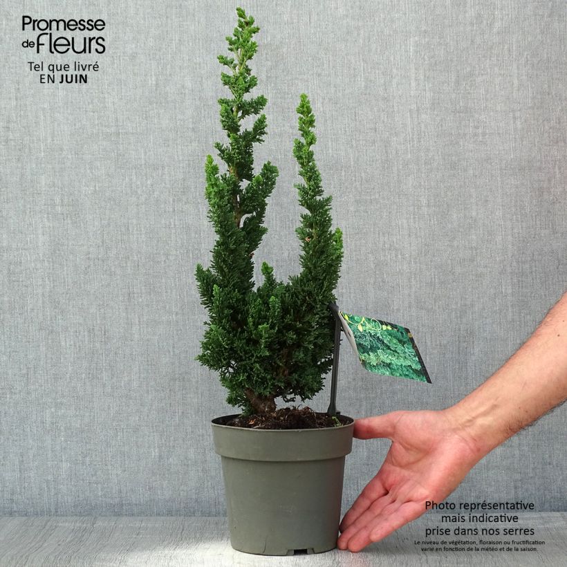 Spécimen de Chamaecyparis lawsoniana Wissel's Saguaro - Cyprès de Lawson Pot de 2L/3L tel que livré au printemps
