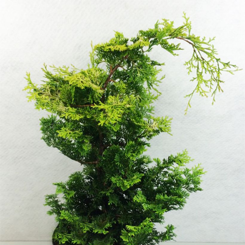 Chamaecyparis obtusa Aurea - Faux cyprès hinoki du Japon                      (Plant habit)
