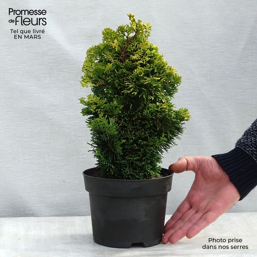 Spécimen de Chamaecyparis obtusa Aurora - Faux cyprès hinoki du Japon nain Pot de 2L/3L tel que livré au printemps