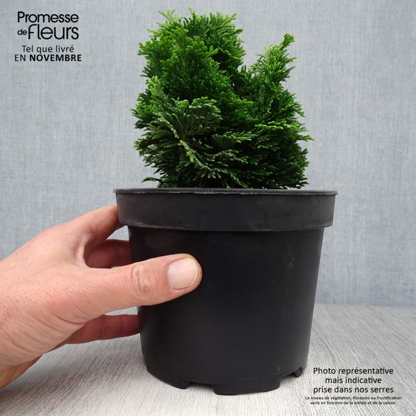 Spécimen de Chamaecyparis obtusa Aurora - Faux cyprès hinoki du Japon nain Pot de 2L/3L tel que livré en automne