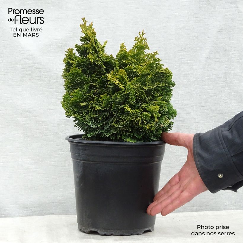 Spécimen de Chamaecyparis obtusa Aurora - Faux cyprès hinoki du Japon nain Pot de 4L/5L tel que livré au printemps