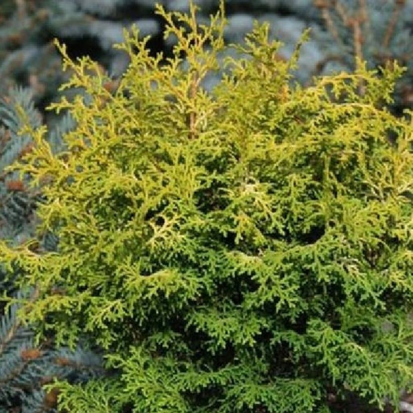 Chamaecyparis obtusa Melody (Feuillage)