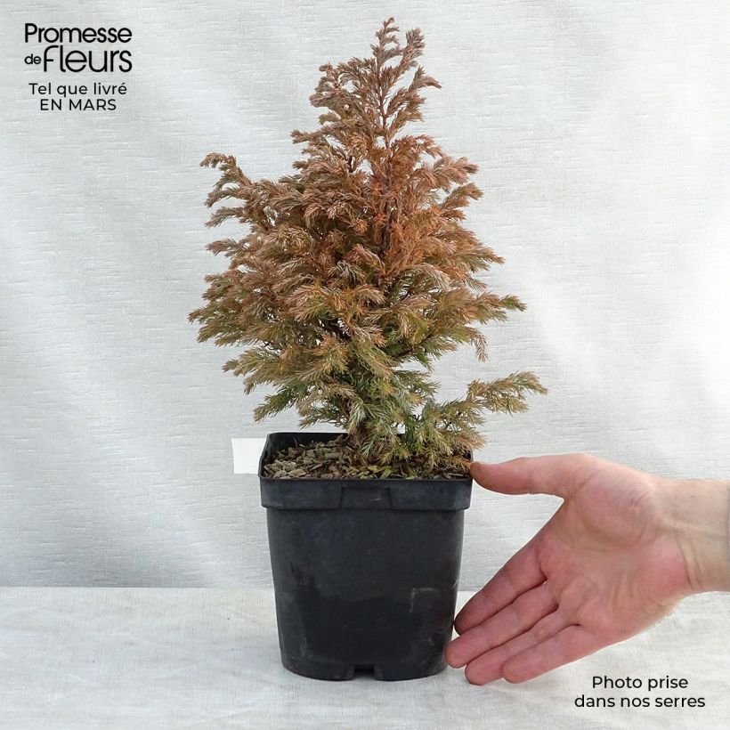 Spécimen de Chamaecyparis pisifera Boulevard - Cyprès Sawara   Pot de 2L/3L tel que livré au printemps