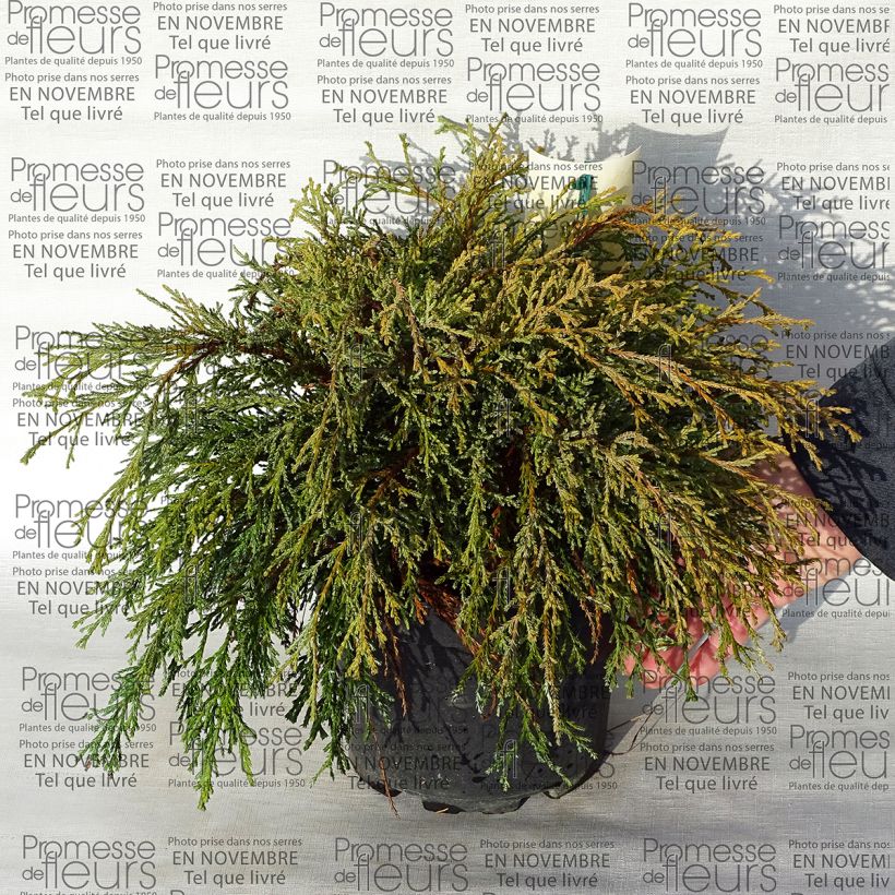 Exemple de spécimen de Chamaecyparis pisifera Kaatje - Cyprès Sawara                   Pot de 2L/3L tel que livré