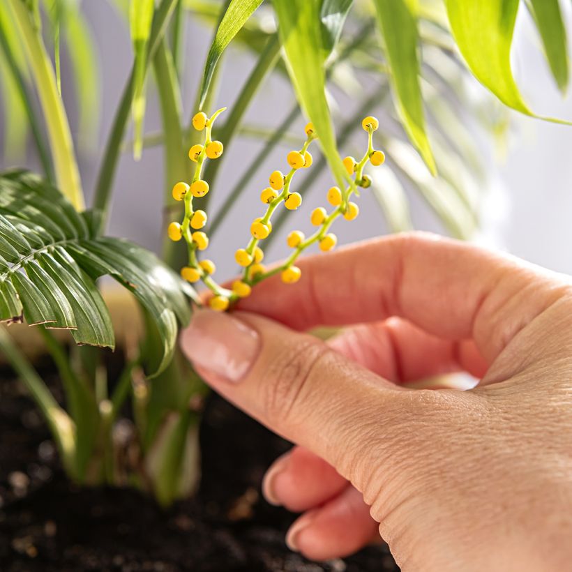 Chamaedorea elegans - Palmier nain d'appartement (Flowering)