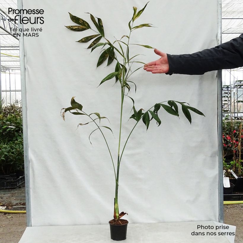 Example of Chamaedorea klotzschiana - Palmier chamaedorée Pot de 12 cm / 13 cm as you get in printemps