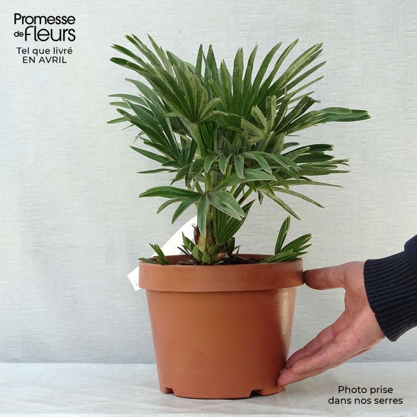 Spécimen de Chamaerops humilis Compacta - Palmier nain Pot de 2L/3L tel que livré au printemps